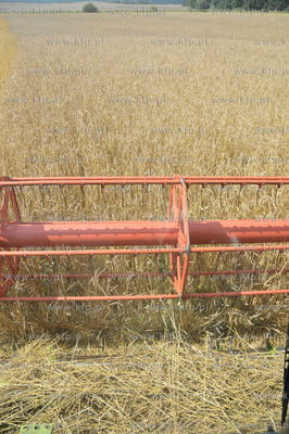 Zniwa w okolicy Pelplina
07.08.2009
fot. Krzysztof...