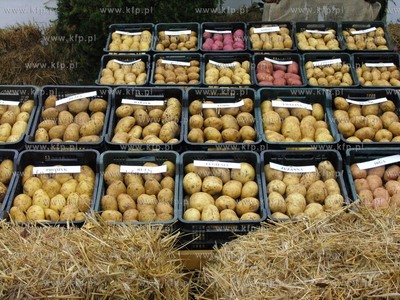 Karzniczka k/Slupska VI Swieto Ziemniaka. 11.10.2009....