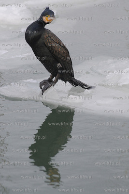 Kormoran na zamarznietych wodach Zatoki Gdanskiej w...