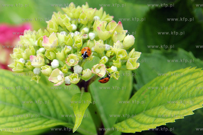 Tysiace biedronek pojawilo na plazy i okolicach Grand...