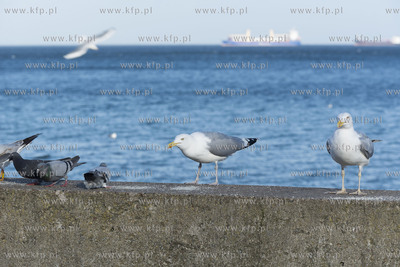 Gdynia. Bulwar nadmorski.13.02.2019 fot. Anna Bobrowska...