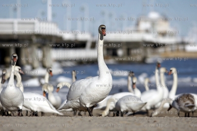 Sopot. Łabędzie przy molo.
20.02.2012
fot. Krzysztof...