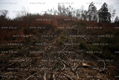 Gigantyczny wyrąb drzew w Trójmiejskim Parku Krajoobrazowym.
25.03.2015
fot....