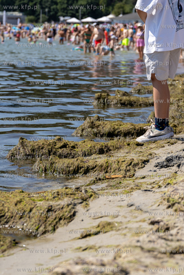 Gdynia. Plaża miejska. Nz. Sinice Bałtyku. 10.07.2024...