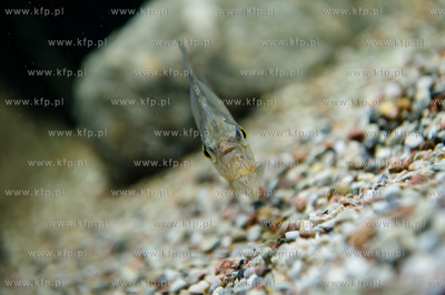 Sopot. Budynek dawnego klubu nocnego Enzym. Nowo otwarte...