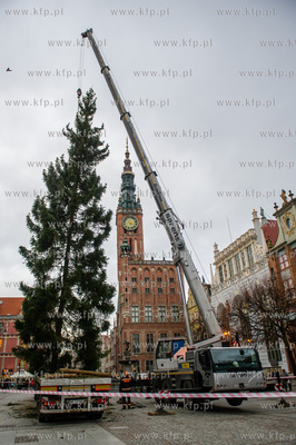 Gdansk. Dlugi Targ. Operacja stawiania swiatecznej...