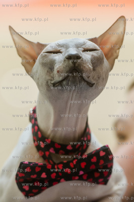 Gdansk. Wrzeszcz. Dzien Kota w CH Galeria Baltycka.
21.02.2016
fot....