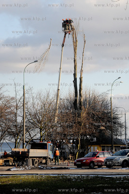 Rozpoczela sie wycinka starych, chorych i zagrazajacych...