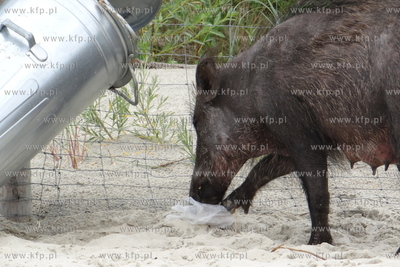 Krynica Morska. Dzik odwiedzil plaze, aby pozywic sie...
