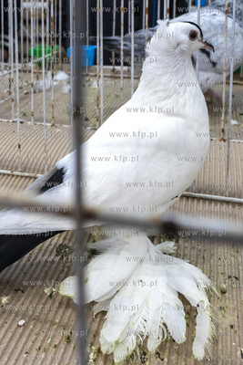 Pokonkursowa wystawa gołębi oraz ptaków i drobiu...