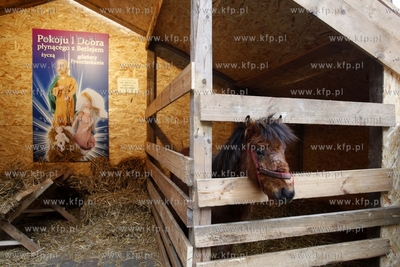 Kosciol sw. Trojcy w Gdansku. Zywa szopka.
28.12.2013
fot....