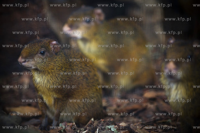 Gdańsk. Zoo. Nz. aguti.
28.07.2015
fot. Krzysztof...