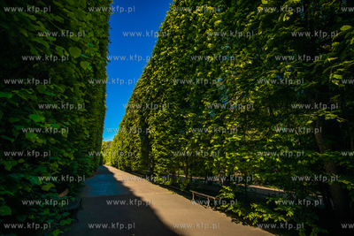 Park Oliwski.
11.06.2021
fot. Krzysztof Mystkowski...