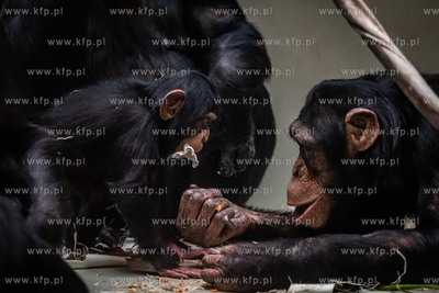 Szympansy z oliwskiego zoo.
10.01.2024
fot. Krzysztof...