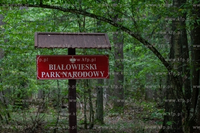 Białowieski Park Narodowy. 10.09.2019 / fot. Anna...