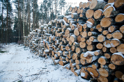Gdansk. Rebiechowo. Wycinka drzew pod budowe Pomorskiej...