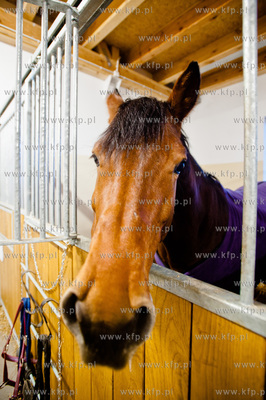 Sopot. Otwarcie Centrum Jezdziectwa Hipodrom Sopot.
01.12.2013
fot....