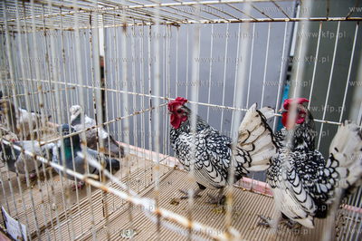 Zespol Szkol Rolniczych w Rusocinie. Wystawa Golebi...