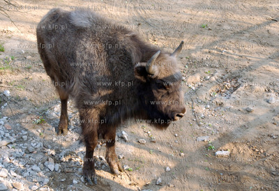 Slupsk  W Dolinie Charlotty pod Slupskiem powstaje...