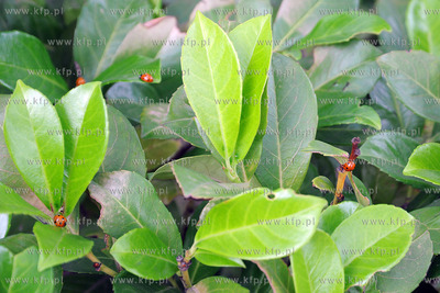 Tysiace biedronek pojawilo na plazy i okolicach Grand...