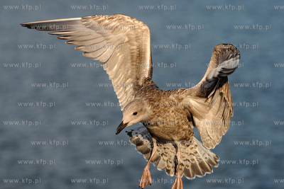 Mewa srebrzysta - gatunek duzego ptaka wodnego z rodziny...