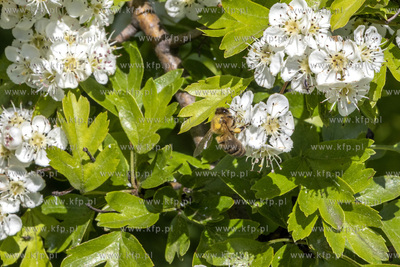 Pożyteczna praca pszczół. 
30.05.2021
fot. Daniel...