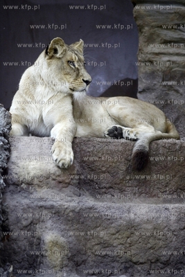 Dzien Otwarty oliwskiego Zoo. Lwiarnia. 11.10.2014...