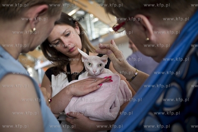Międzynarodowa wystawa kotów rasowych w Sopocie....