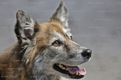 Sopot. Hipodrom. Psie zawody o Puchar Planet Pet Society...