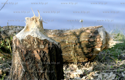 Duze szkody na jeziorem Golun wyrzadzaja w ostatnich...