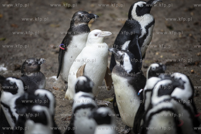 Gdańskie Zoo. Pingwin albinos Kokosanka.
06.10.2019
fot....
