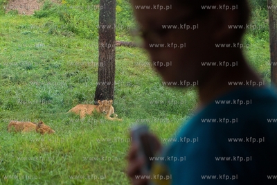 Międzynarodowy Dzień Lwa w gdańskim ZOO. 10.08.2018...