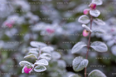 Zimowy Sopot. 05.12.2023 / fot. Anna Rezulak / KFP