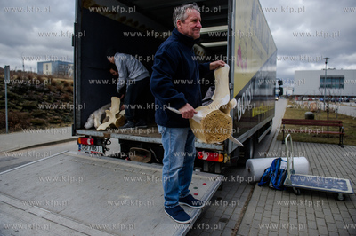 Gdansk. Uniwersytet Gdanski. Rozladunek szkieletu pletwala...