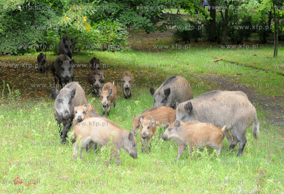 Dziki pojawily sie przy karczmie Harnas w okolicach...