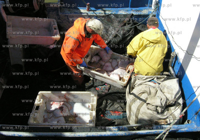 Port w Rowach. Nz rybacy sprzedaja ryby wprost z kutra.
02.05.2009
Fot....