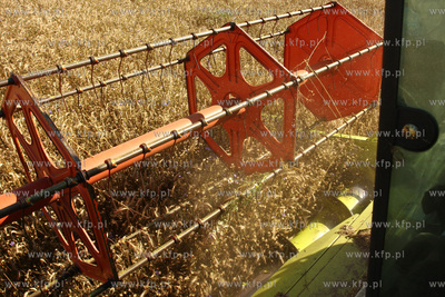 Chwaszczyno. Pierwszy tydzien zniw.  07.08.2009  fot....