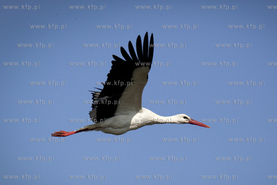 Tykocin nad Narwia. Pod koniec kwietnia zaczynaja sie...