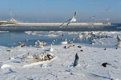 Sopot. Mrozna niedziela na plazy i molo w Sopocie....