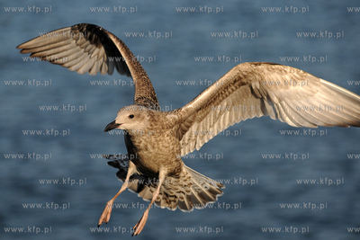 Mewa srebrzysta - gatunek duzego ptaka wodnego z rodziny...