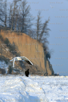 Zasniezona plaza w Gdyni Orlowie. Na drugim planie...