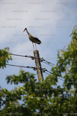 Kowale. Obraczkowanie bocianow bialych. Akcja odbywa...