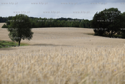 Pole pszenicy pod Mierzeszynem na Kaszubach.
08.08.2012
fot....