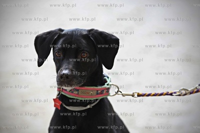 Sopot. Hipodrom. Psie zawody o Puchar Planet Pet Society...