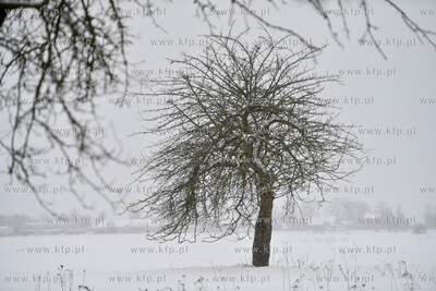 Zima na Żuławach. 16.01.2021 fot. Paweł Marcinko...