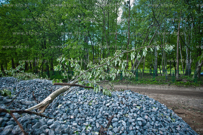 Gdynia Kolibki. Drzewa polamane przez burze.
19.05.2013
fot....