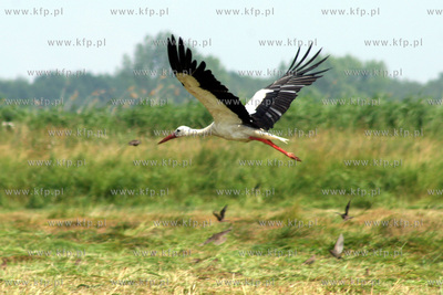 Bocian na lace w zachodniopomorskiem. 12.07.2005 Fot....