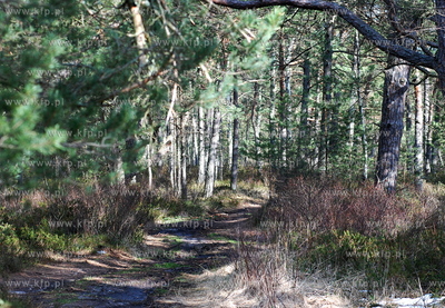 Miejscowosc Ulinia w gminie Wicko. Nz. Wiosna w lesie...