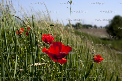 Maki rosnace nad brzegiem Raduni .
23.05.2014
Fot....