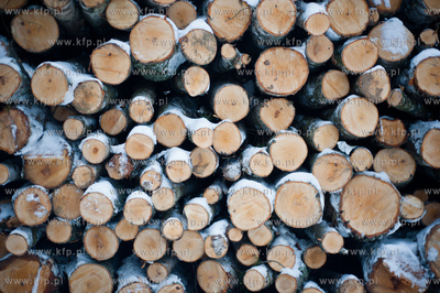 Gdansk. Rebiechowo. Wycinka drzew pod budowe Pomorskiej...